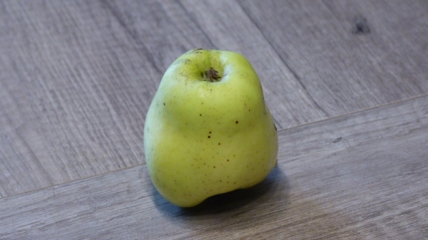 Weißer Winterglockenapfel Frucht Foto 2